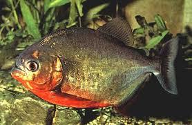  This species is called the Red-Bellied Piranha because of the coloring on it's belly