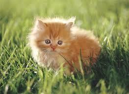 Cute Kitten 4