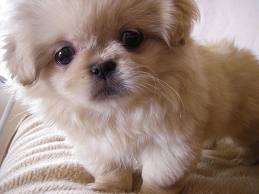 cute puppy 4