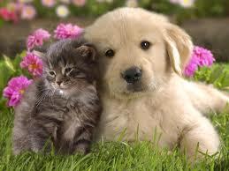  子犬 And Kitten Together