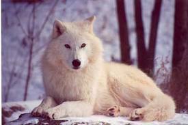  狼, オオカミ Form