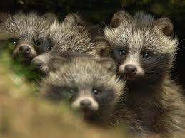  Japanese raccoon dog pups