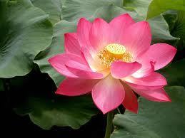  that's a lotus flor