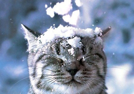  cat in snow ^_^