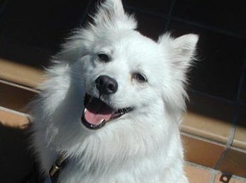  <b>Round 5: WHITE DOG</b> <b>ATTENTION!</b> Please don't add pictures of a puppy, it has to be an AD