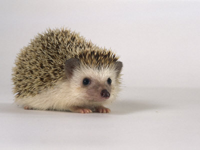  <B>Round 11: Hedgehog Phase One will end on January 14th, 2012.</b>