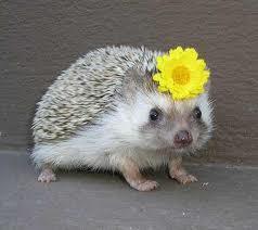  Hedgehog are Super Cute.