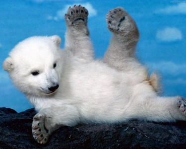  I pag-ibig polar bears <3 .