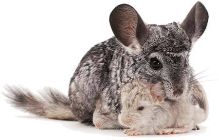  <B>Round 14: Chinchilla Phase One will end on February 4th, 2012.</b>