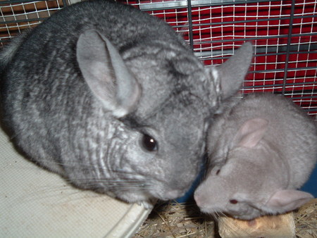  Chinchillas Are Cute And Cool.