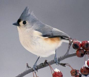  <B>Round 16: Tufted Titmouse Phase One will end on February 18th, 2012.</b>