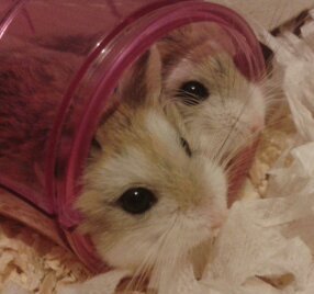  These are my roborovski hamsters :)