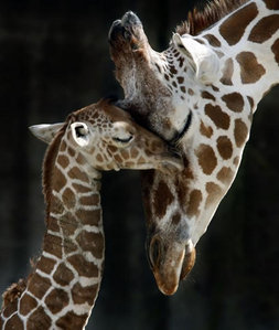  baby and mother Giraffe :)