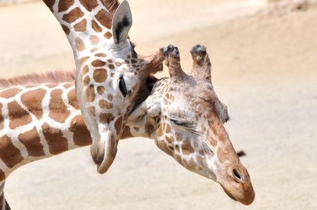  Cute giraffe's!