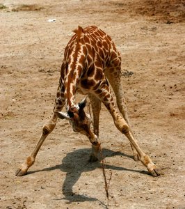  I was going to add a pic of a giraffe and its mother, but then I realised there were about 5 of them,