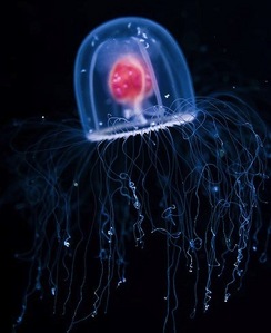  I have lot's of jellyfish pictures but this the best.