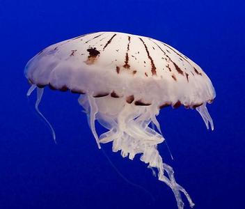  jellyfish