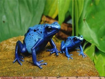  blue frog!