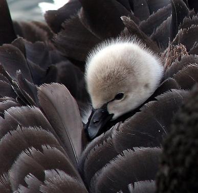  ~*~Mine~*~ Just so beautiful, a cygnet hiding in the parent swan's black feathers.