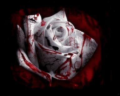  Bloody white rose