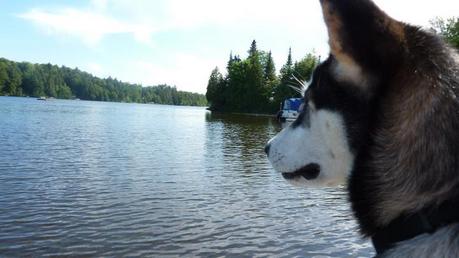 A picture of my dog taken on the bank at my second house. Yeah...