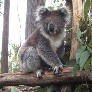  Well... errr could uhm... People Rain?, and this is probally the best that a koala can get to a stand