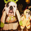  8. Funny - Cuties in costumes