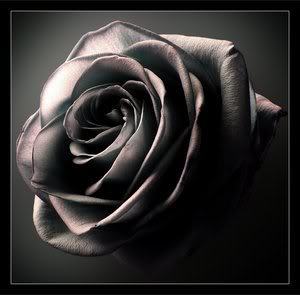 Throws a black rose at lover-he wanted me to give u this he said its was for your bday but to late no