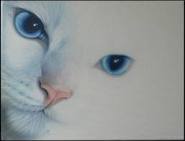  Hello! My name is SnowHeart, the medicine cat of IceClan. The clan of the North, of destiny, and of i