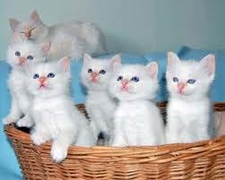  all are so cute!! I pag-ibig the curls american... the only type of Pusa that I don't like are the exotic