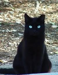  DarkForest बिल्ली