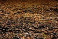 Fallen Leaves - autumn photo