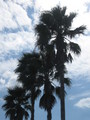 Florida Palms  - photography photo