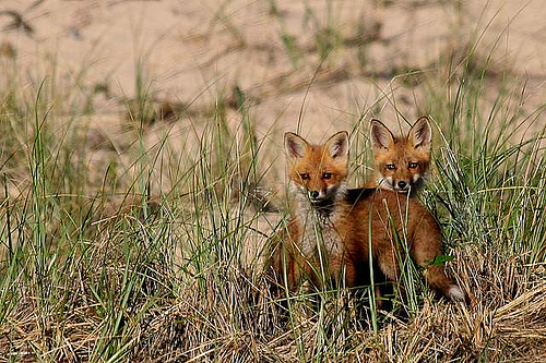  rubah, fox Kits