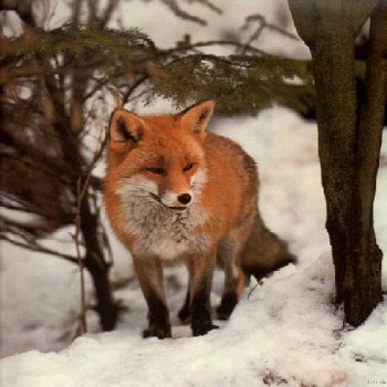 zorro, fox