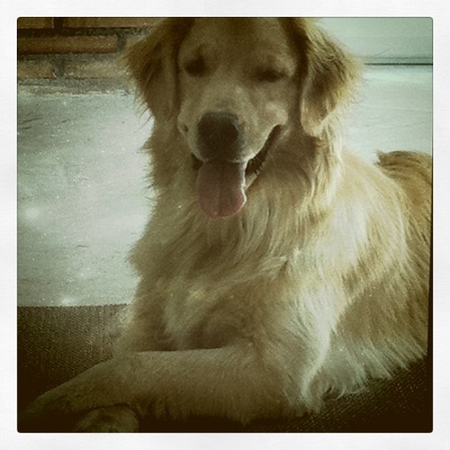  Luca's dog!
