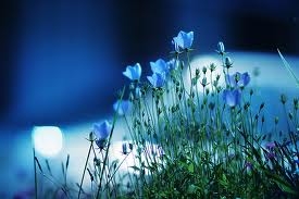  Beautiful Blue Blumen