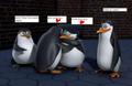awww! skipper loves rico! - penguins-of-madagascar fan art
