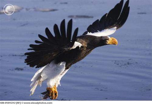  stellers sea eagle