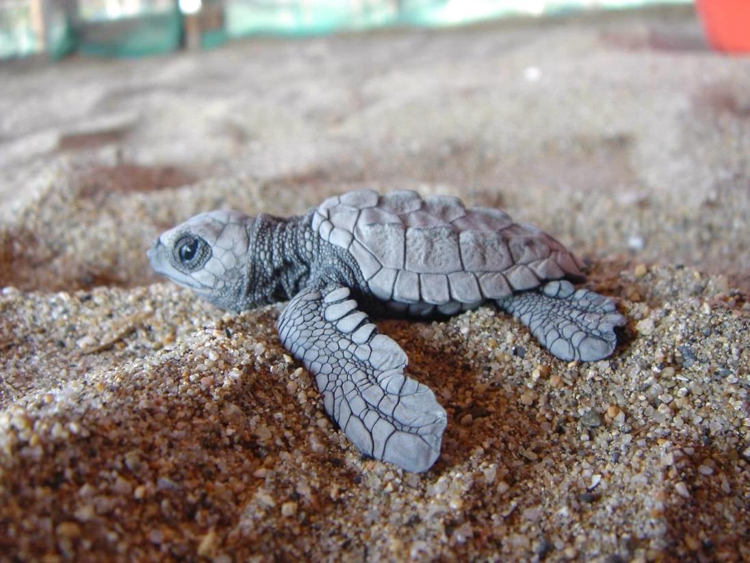 baby seaturtle