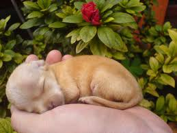  Chihuahua's Adorable BUT Nice o Evil???