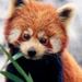 Red Panda - red-pandas icon