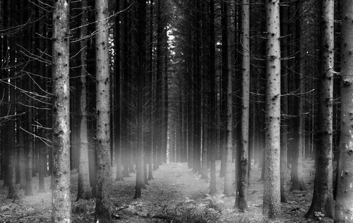  dark forest