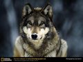grey wolf - animals photo