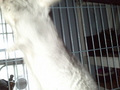 My chinchilla Cinder - chinchilla photo