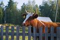 cow - photography photo