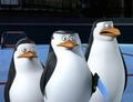these two naive lookings - penguins-of-madagascar photo