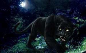 Blackheart Leopords/Panthers/Jaguries