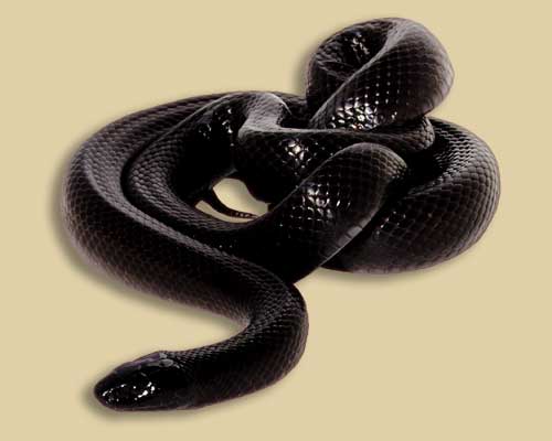 Blackheart Snake Forms