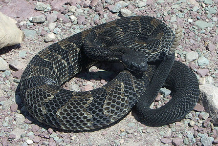 Blackheart Snake Forms